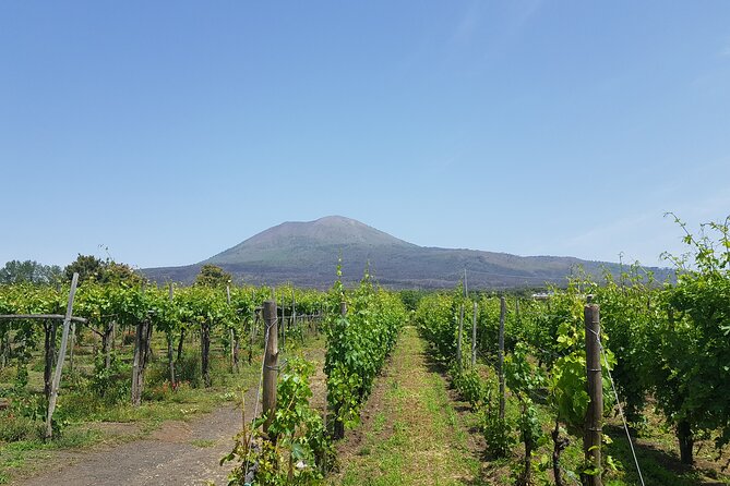 Wine tasting in the Vesuvius National Park - FAQ