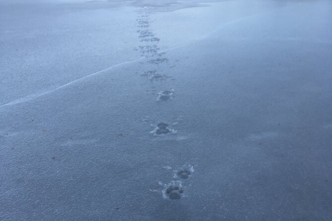 Wolf and Wildlife Tracking in Sweden - Who Will Love This Tour?
