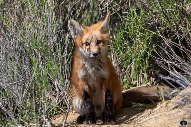 Yellowstone Wildlife and Photo Upper Loop Tour West Yellowstone - FAQs