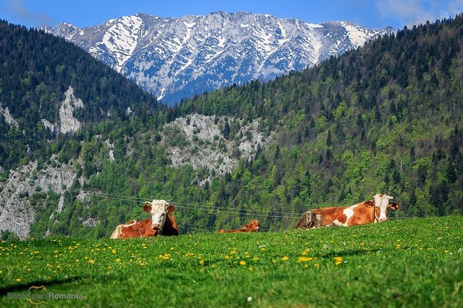 3-Day Tour from Bucharest: Transylvania Villages and Medieval Towns - The Sum Up