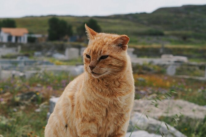 4Hours Mykonos Adventure Walk in Town & Minivan Countryside Tour - Who Will Love It?