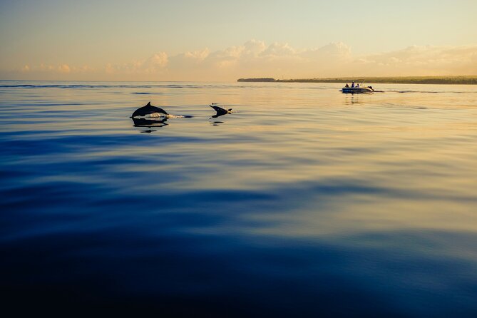 Dolphin Adventure in Sotogrande with Drink Included - Final Thoughts: Is This Tour Worth It?