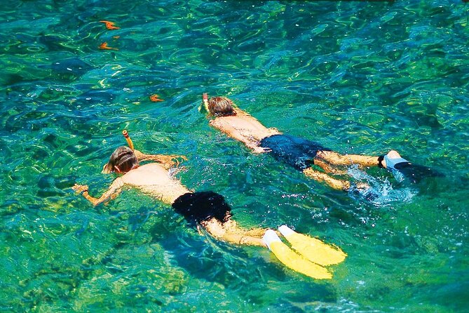 Dolphin Watching in Majorca - The Sum Up