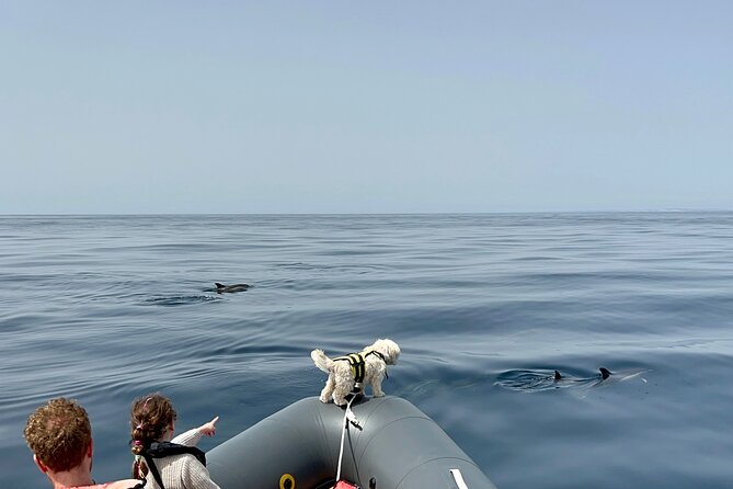 Dolphins & Benagil Caves with Biologist guide - FAQs