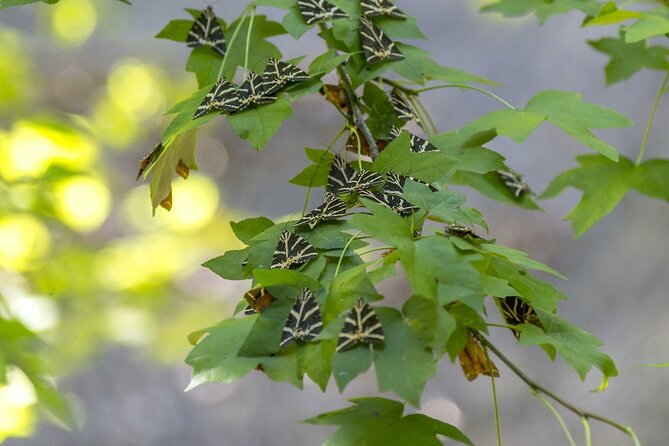 Full Day Butterflies and Boat Tour to Chalki Island - The Sum Up