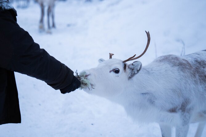 Full-Day Reindeer Tour with Pickup in Kiruna - FAQs