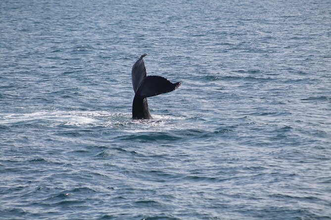 Húsavík Whale Watching Tour, family owned and operated - Pricing and Value
