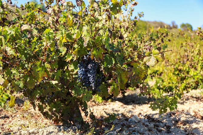 Local Wineries Tour with Wine Testing from Paphos - Who Should Consider This Tour?