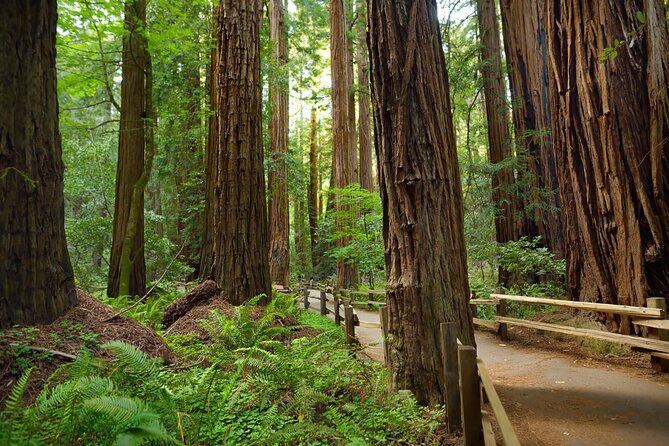 Muir Woods Self-Guided Driving and Walking Audio Tour - FAQ