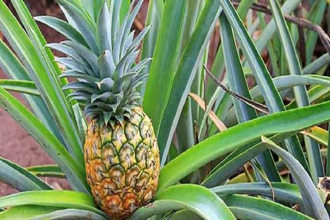 Pearl Harbor + Dole Plantation + Polynesian Center from Kauai - FAQ