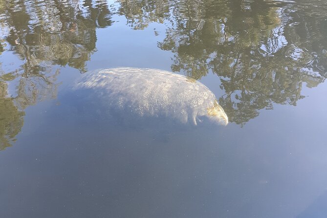 Private Chassahowitzka River Exploration kayak tour - Who Is This Tour Best For?