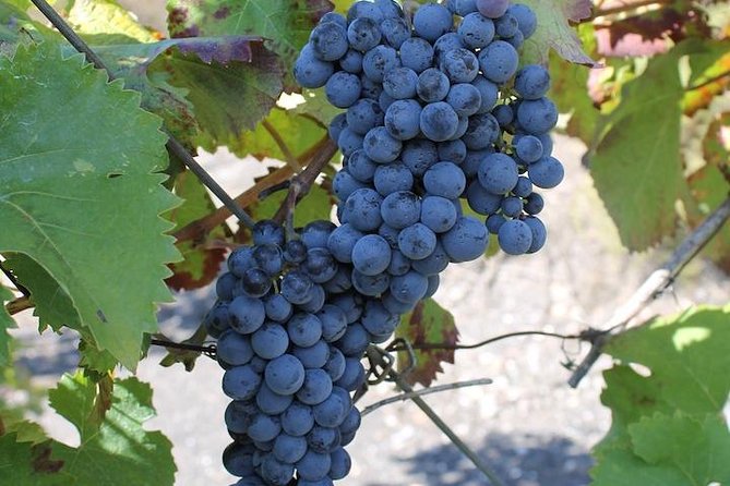 Private day tour to Pompei ,winery, Sorrento from Napoli/Salerno/Amalfi/Positano - The Sum Up