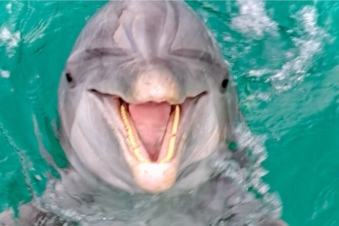 Private Dolphin Cruise in Panama City Beach - The Sum Up