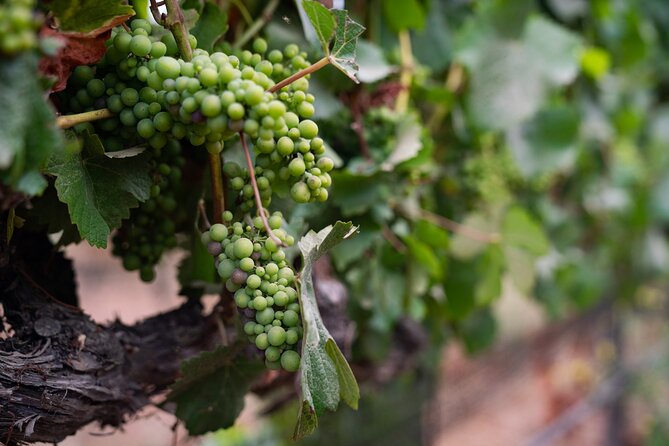 Private Vineyard Tour and Wine Tasting - FAQ