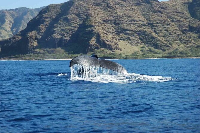 Private Whale Watching Tour of Oahu - Who Is This Tour Best Suited For?