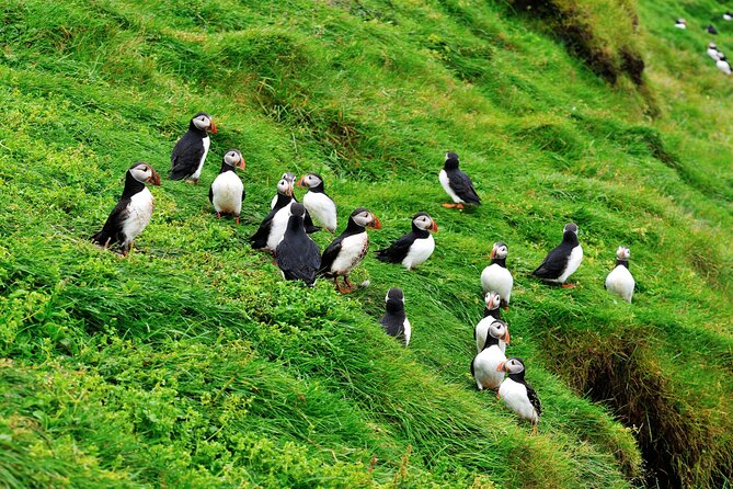 Reykjavik - Westman Islands (Bus transfer to Landeyjahöfn) - Frequently Asked Questions