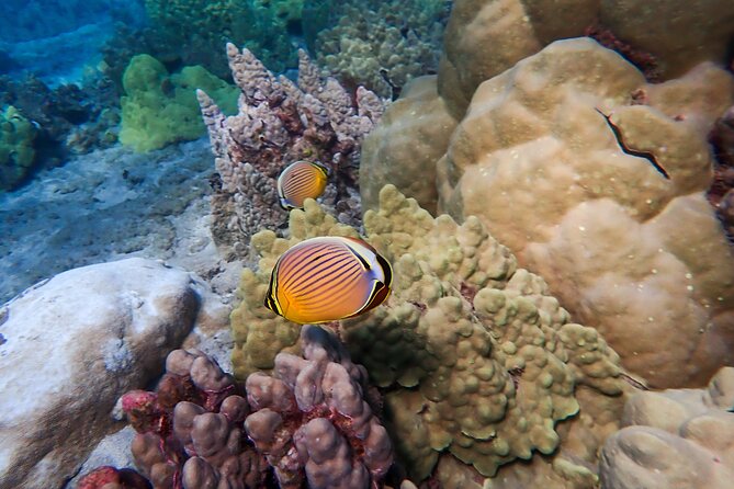 Turtle Town Beach Snorkel - FAQ