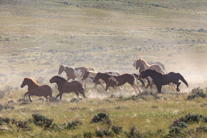 Wild Mustang Half Day Tour - Cody Wyoming - Private - Who Would Love This Tour?