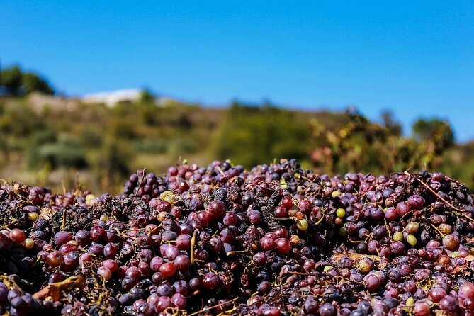 Local Wineries Tour with Wine Testing from Paphos - Frequently Asked Questions