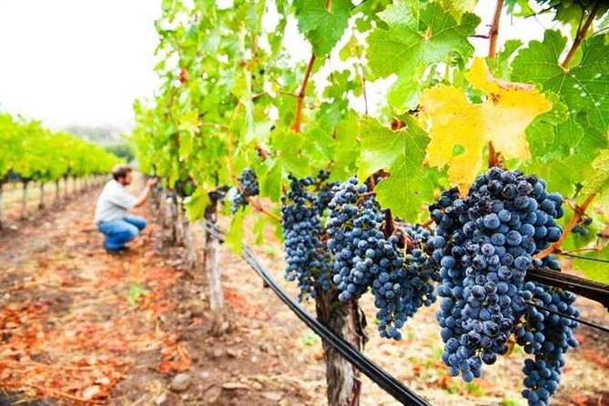 Private 8-Hour Tour of Four Etna Wineries with Tasting - Authentic Experiences Backed by Happy Travelers