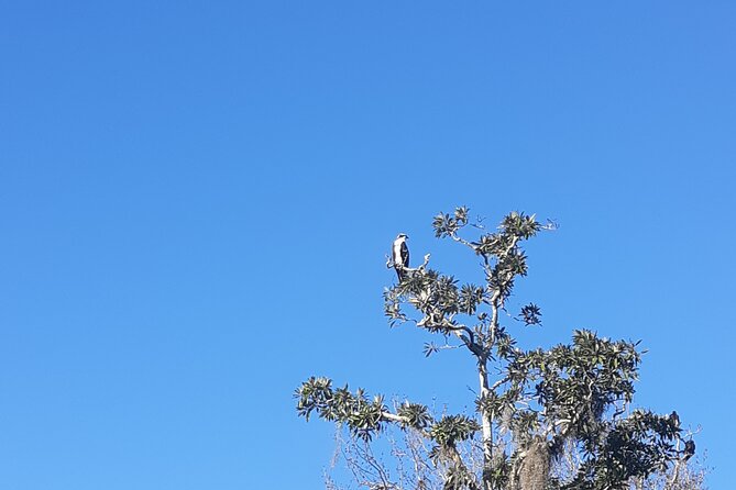 Private Chassahowitzka River Exploration kayak tour - FAQ