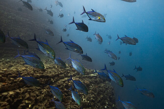 Private Niihau Scenic Snorkel - Frequently Asked Questions