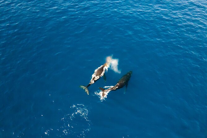 Private Whale Watching Tour of Oahu - The Sum Up