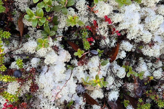 Small Group Fishing, Lunch& Reindeer Farm Visit in the Wilderness - Final Thoughts