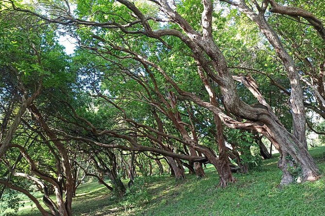 Tour of the Historical Museum and Miramare Castle Park in Trieste - FAQ