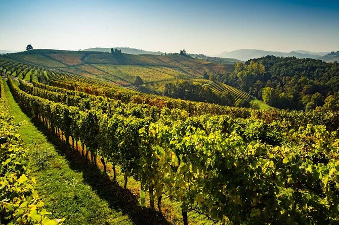 Valpolicella Wine and Olive Oil Tasting with Lunch from Verona - Cancellation & Booking