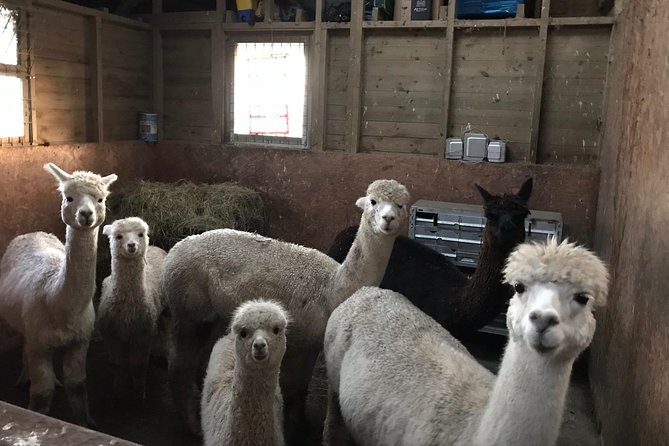 Walking with Alpacas - FAQ