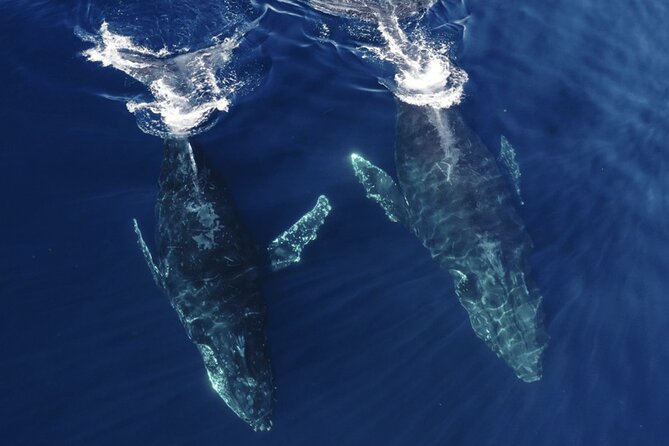 Whale and Dolphin Watching in San Diego Speedboat Tour - FAQ