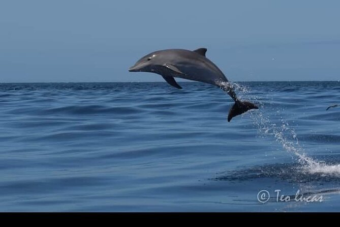 Whale watching and snorkelling in the whale sanctuary - Why This Tour Might Be Perfect for You