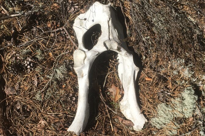 Wolf and Wildlife Tracking in Sweden - FAQ