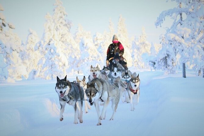 8-10km Husky Ride in the Taiga and Visit other farm animals - An Authentic Arctic Adventure: 8-10km Husky Ride in the Taiga and Farm Visit