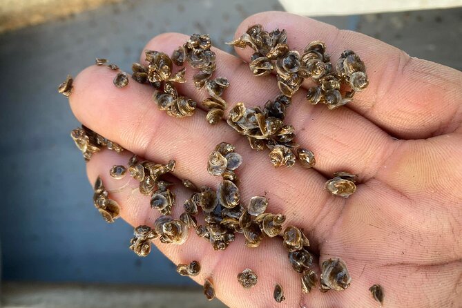 Chioggia : Aquaculture Secrets Tours of the Lagoon - FAQ