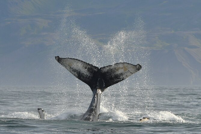 Húsavík Whale Watching Tour, family owned and operated - Who Should Consider This Tour?