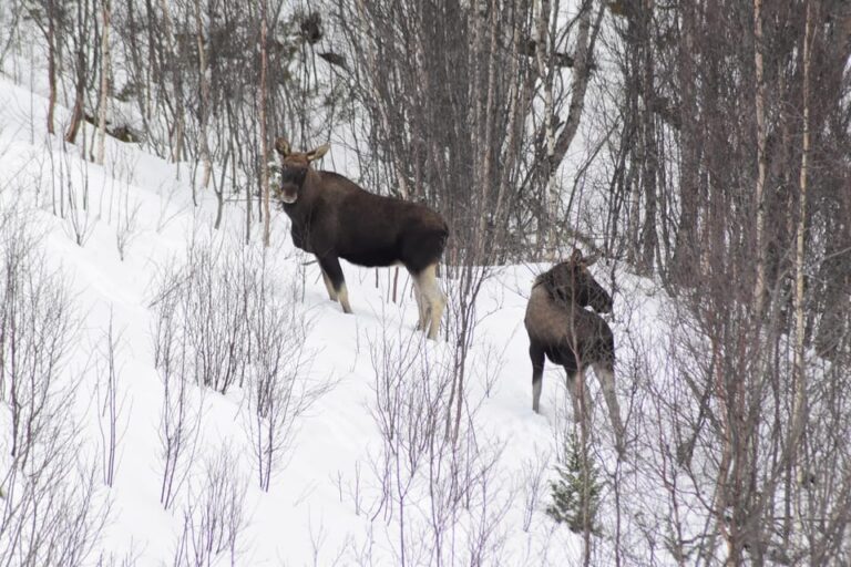Abisko: Snowmobile Sightseeing Tour