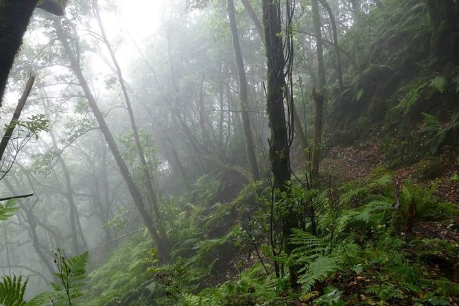 Anaga Total: Adventure between Forests, Summits and Sea. - Good To Know