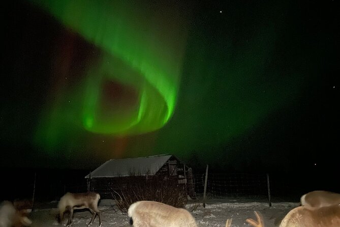 Arctic Adventure with Reindeer and Northern Lights Hunt 18:30 pm - Good To Know