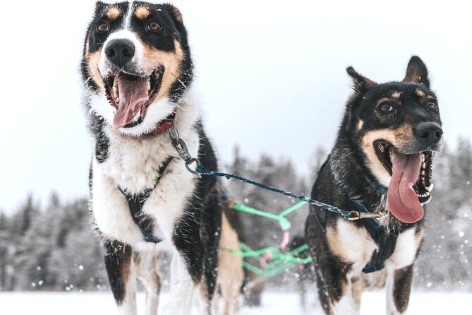 Arctic Huskies and Reindeers Fun in Rovaniemi - Good To Know