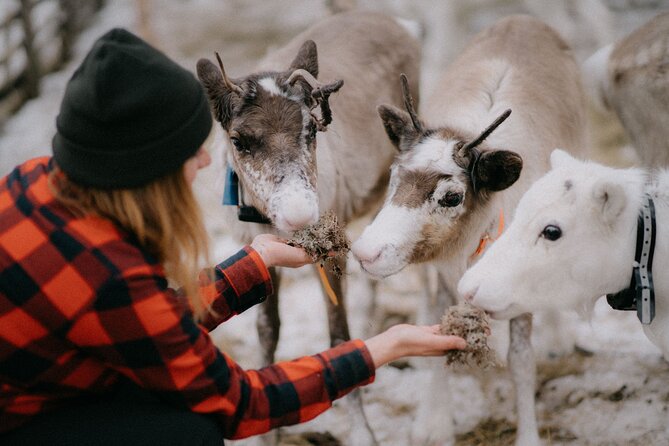 Arctic Reindeer Farm Experience with Snowshoeing in the Wild - Good To Know