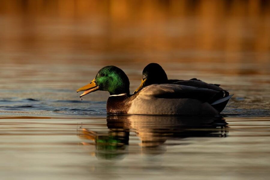 Beginners Wildlife Photography Workshop - Frequently Asked Questions