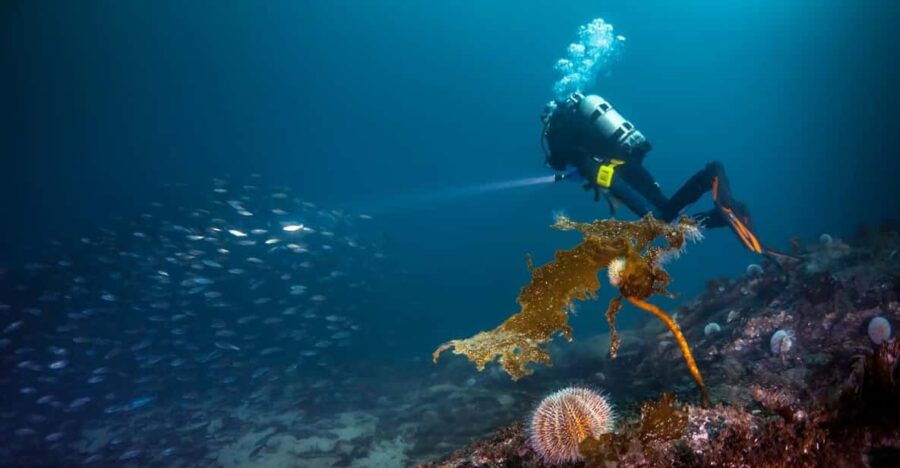 Bergen: Guided Scuba Diving - What Makes This Scuba Tour Special?