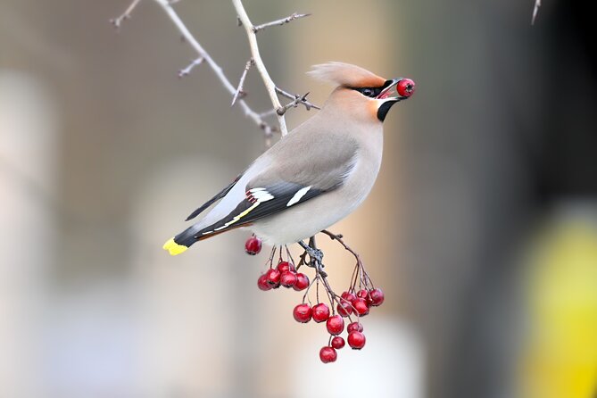 Bird Watching Private Tour in Copenhagen - Good To Know