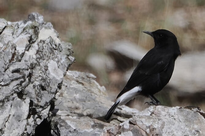 Birdwatching in Ronda and Grazalema - Good To Know