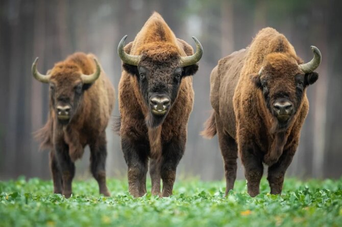 Bison Sanctuary, Vlad the Impaler Princely Court & Dracula Grave - Good To Know