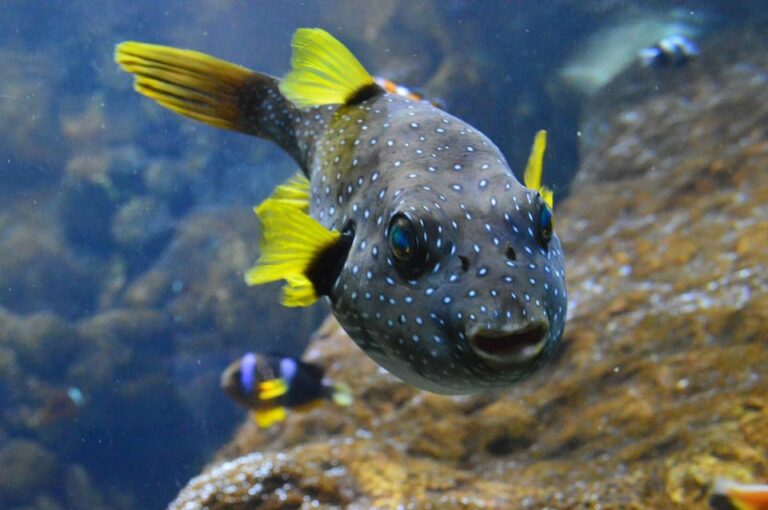 Bournemouth Oceanarium Ticket