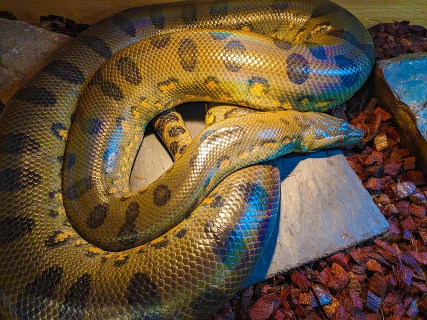 Bristol: Big Snake Experience for Two People - Bristol: Big Snake Experience for Two People — A Complete Review