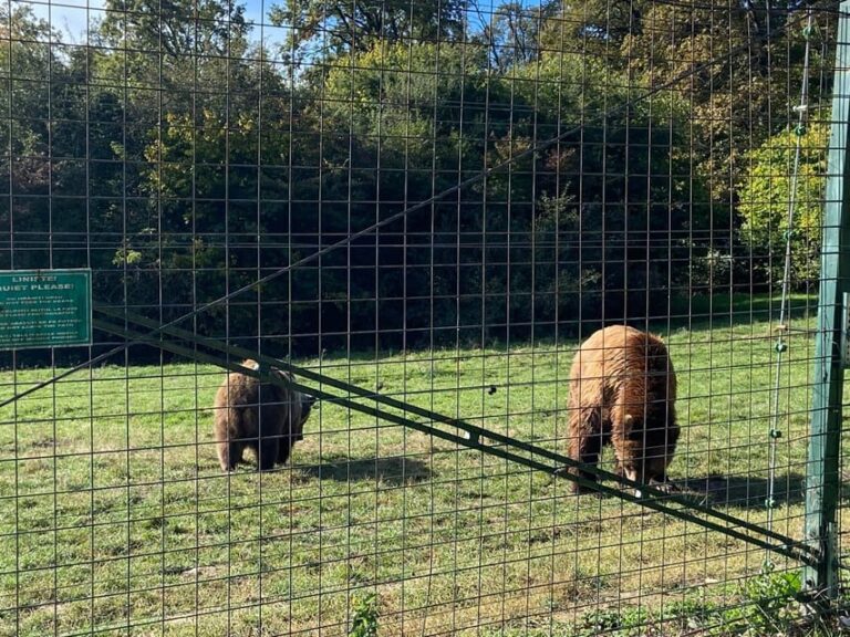 BV05-Private Hiking Tour and Bear Watching: Piatra Craiului
